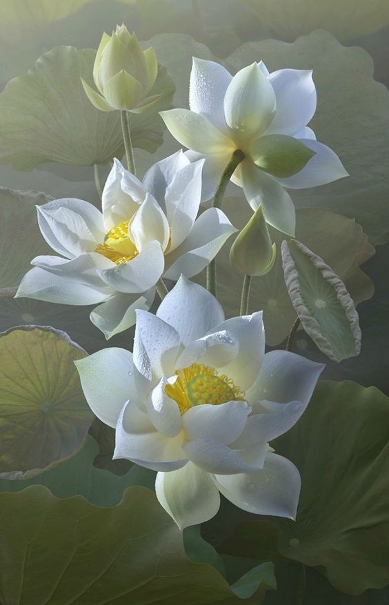 ao-hoa-sen
