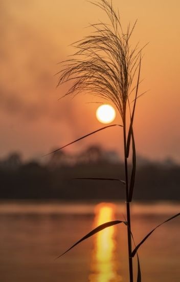binh-minh