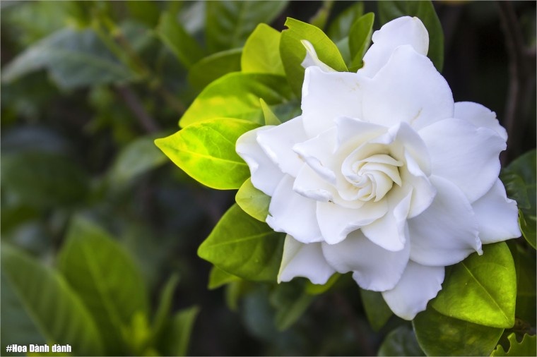 cach-trong-ghep-hoa-danh-danh