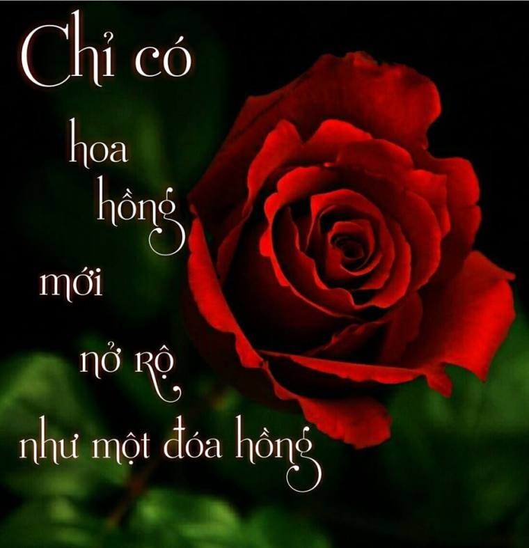 chi-co-hoa-hong-moi-no-ro-nhu-mot-doa-hong
