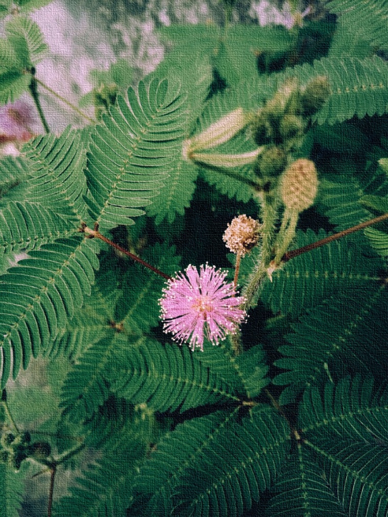 hoa-hong-tinh-cung-voi-hoa-mac-co-tinh