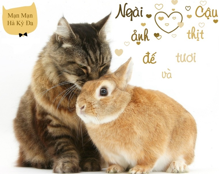 ngai-anh-de-va-cau-thit-tuoi