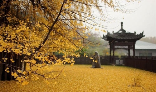 yen-nguyet-ca